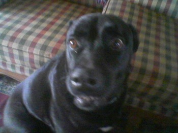 jakey